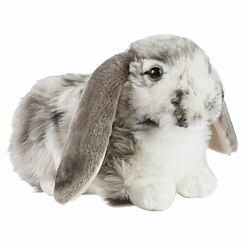 Grey Dutch Lop Eared Rabbit