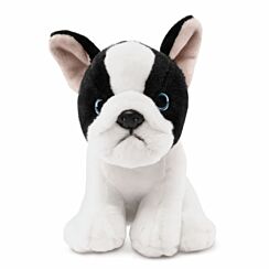 French Bulldog Puppy Black & White