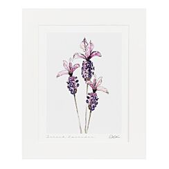 ‘French Lavender’ 10” x 12” Fine Art Print