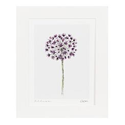 ‘Allium’ 10” x 12” Fine Art Print