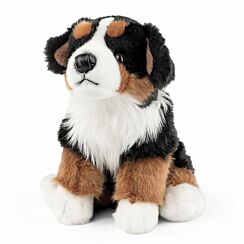 Bernese Mountain Dog