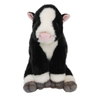 Sitting Friesian Calf