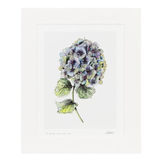 ‘Hydrangea’ 10” x 12” Fine Art Print