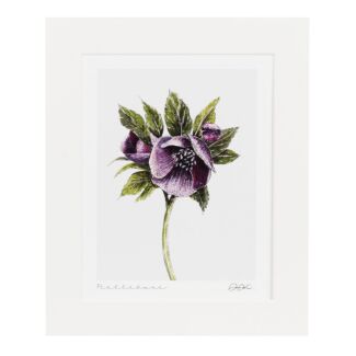 ‘Hellebore’ 10” x 12” Fine Art Print