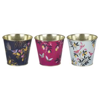 Orchard Set Of Three Plant Pots